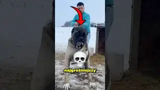 Ten Pies jest w stanie pokonać Wilka! 💀