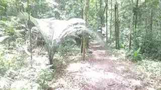 Nature (Zanderij)
