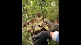 The antique prices I found it 🤑💰! #shorts #treasuresearch #ytshorts #metaldetecting #shortsviral #yt