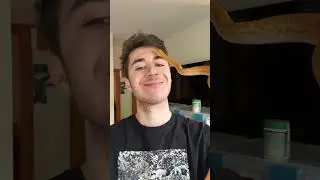My routine with 11 reptiles