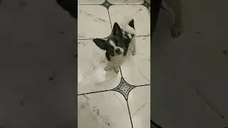 What Does It Mean If a Dog Is Curious?