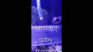 Mandarin goby dragonet training feeding synchiropus splendidus