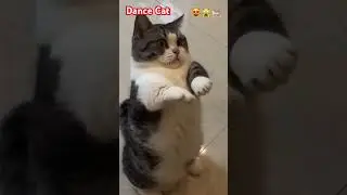 😹Disco Cat Meow! 💃😹🎶#shorts #cat #meow