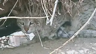 Cute Cat Videos That Will MELT Your Heart! | #cute #rabbit #pets #animals