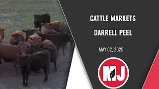 Cattle Markets | Darrell Peel | May 02, 2025