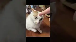 momen lucu kucing di ruqyah sama majikanya 🤣#kucing #kucinglucu #kucingimut #videokucing