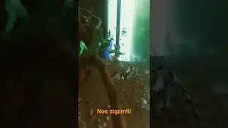 Dia 8: Hoje dia de TPA, algas verdes nos vidros, alga filamentosa sumiu e alga verde nos troncos.