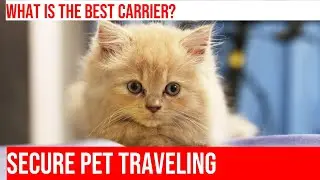 How to Choose the Right Cat Travel Carrier for Vet Visits