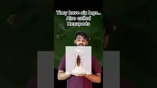 Insects 🐞😱#amazingfacts #facts #education #insects #kids #science #trending #knowledge #gk #new