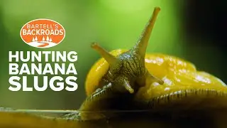 It's slime time! Hunting banana slugs in Santa Cruz, California | Bartell's Backroads