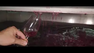 Vinification du Beaujolais Nouveau 2016 - Une course contre la montre