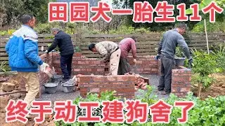 田园犬一胎生了11只小狗，5个师傅帮忙建狗舍，狗妈妈却生病了，期待早日康复入住新家