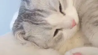 let me help you with that 😉 #munchkincat #britishshorthair #catvideos #catsoftiktok #pinknosekitty