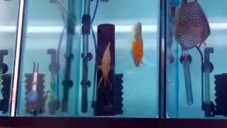 Yellow white breeding pair discus fish getting ready to lay eggs