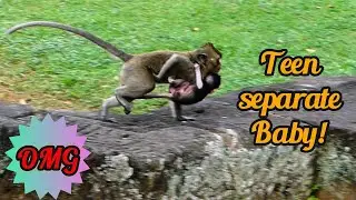 Grayson&rsquo;s Dramatic Moment! Teen Monkey Runs Away After Separation Attempt 🌼💕, @smsrmedia1540