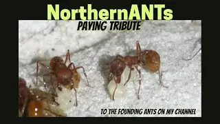 NorthernANTs Tribute To the Ants, that founded my Now Variety Channel. #ants #antkeeping #antsaspets