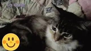 Cute Kitty Getting Pets on my Sisters Bed & Cutie Pie