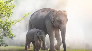 Baby Elephants | Calves | #1.1 | 'Baby Animals Series' | 'Wilderness & Homestead Creatures'