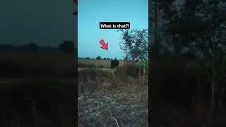 something massive on all fours... Bigfoot?   #bigfoot #sasquatch #squatchwatch