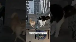 Когда ты только проснулся, а она&hellip;. #cat #fluffycat #чихуахуа
