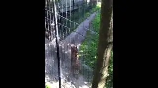 Siberian (Amur) Tiger pacing