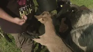 Graue geh&ouml;rnte Heidschnucken und Zwergziegen auf dem SchopperHof