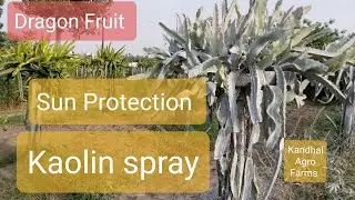 Dragon Fruit Sun protection Kaolin Spray Summer Protection