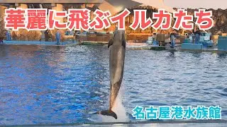【名古屋港水族館】本番に向けて練習に励むイルカたち