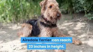 Interesting facts about the airedale terrier #facts #dogs