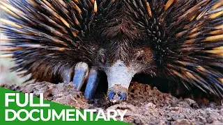 Animal's Super Senses - The Earth | Free Documentary Nature