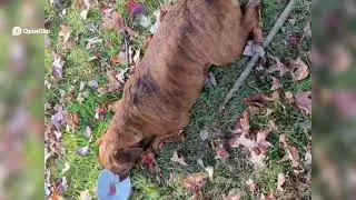 COMMENT YOUR THOUGHTS! Dog's Autumn Adventure  Rolling, Playing, and Posing in the Woods!