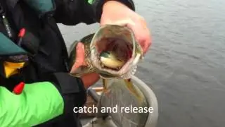 a sneak peek into predator fishing in ireland