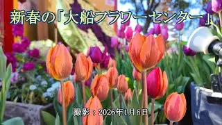 新春の「大船フラワーセンター」 [4K] New Year's 