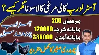 Australorp hen farming Profit able business ideas in pakistan 2021