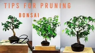 🌸 The first spring pruning 🐝 Bonsai pruning tips #rabonsai