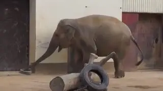 ズゼちゃんの雄雄しい鳴き声～神戸王子動物園～2016-01-11☆º°˚*☆♬ ～Part1
