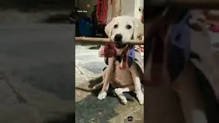 ,# dog#charlie #funny #karnataka #lab #whowillbemylifepartnerta #Kannada
