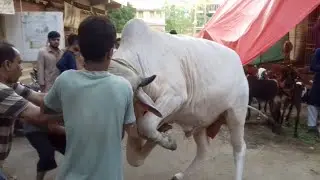 Bull Qurbani Video Eid 1st day Eid ul adha 2021 BULL VIDEO  EID UL AZHA 2021 Bakra eid 2021