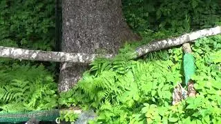 Sitka Alaska     Alaska Raptor Center    2024
