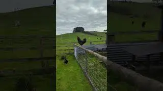 Good morning 🐓