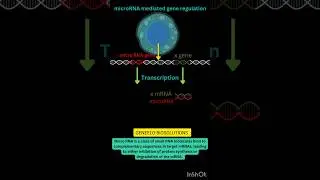 #microrna #transcription #mrna #protein #shorts #viral #rnaseq #synthesis #science #bioinformatics