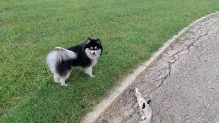 Shadow the Pomsky - Play with Squeaky Toy at Park - Light Obedience