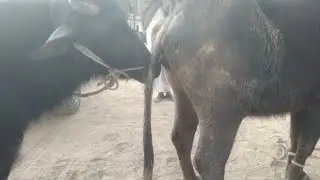 इतनी छोटी कटड़ी हमारे झोट के साथ किस प्रकार नेचुरल मीटिंग करती है।