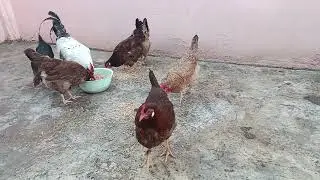 روتين اليومي عندفاتن ودجاج 