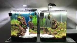 Creating my second Aquascape, not finished! Dennerle nanocube 30l x2