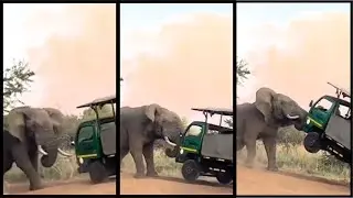 Crazy ANIMAL ENCOUNTERS Compilation!  **REACTION**