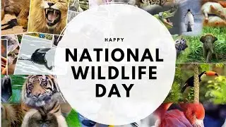 Happy National Wildlife Day!!!