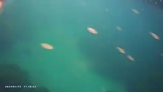 cirigado