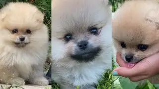 Cute puppies you will definitely love them | #Awesomepets
