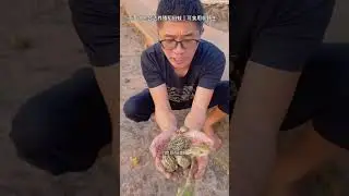 Harvesting Farm-Raised Frogs | Legal & Edible Rice Field FrogsFrogFarming#RiceFieldFrogs#EdibleFrogs